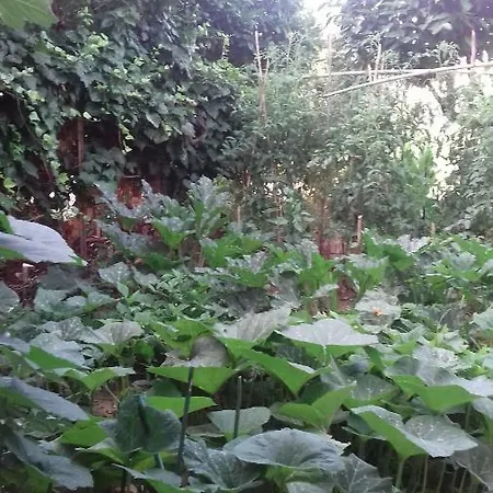 Casa de Férias La Casetta Dei Cedri
